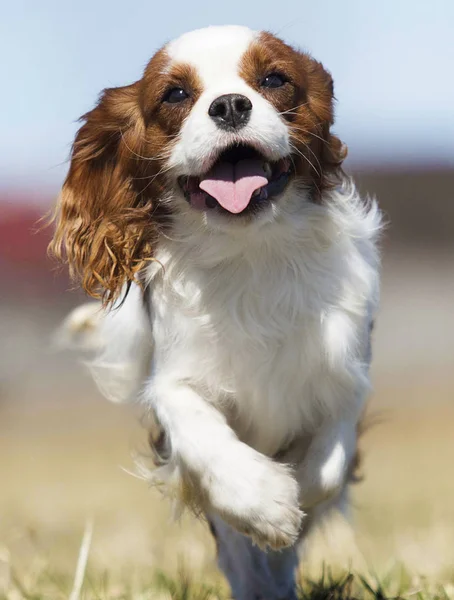 Spaniel hond die snel buitenshuis loopt — Stockfoto