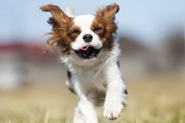 Σκύλος που τρέχει γρήγορα σε εξωτερικούς χώρους — Φωτογραφία Αρχείου