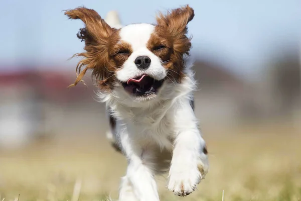 Perro spaniel corriendo rápido al aire libre —  Fotos de Stock