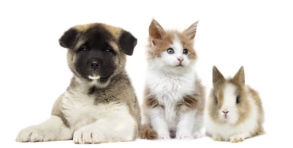 Gatito y conejo y cachorro juntos — Foto de Stock