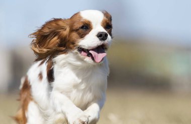 aktif köpek ırkı spaniel çalışır