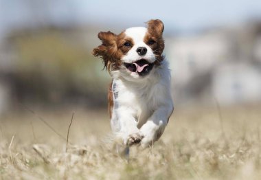 aktif köpek ırkı spaniel çalışır