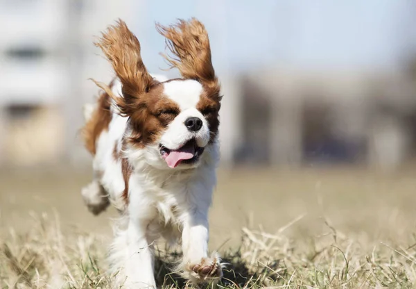 Raça cão ativo spaniel corre — Fotografia de Stock