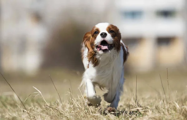Aktive Hunderasse Spaniel läuft — Stockfoto