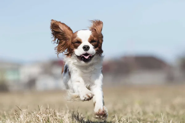Ενεργό σκυλί φυλή σπάνιελ τρέχει — Φωτογραφία Αρχείου