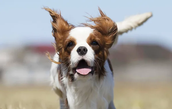 Raza activa perro spaniel corre —  Fotos de Stock
