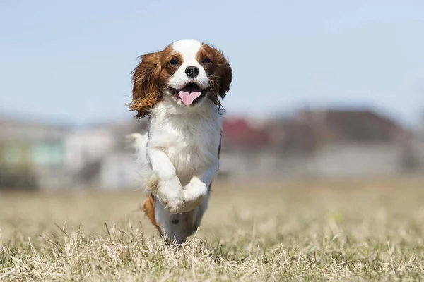 Raza activa perro spaniel corre —  Fotos de Stock