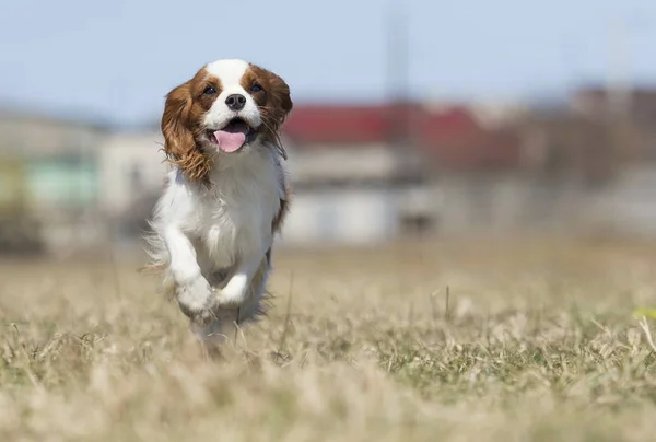 Aktif köpek ırkı spaniel çalışır — Stok fotoğraf