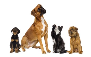 kedi ve köpek yukarı bakıyor