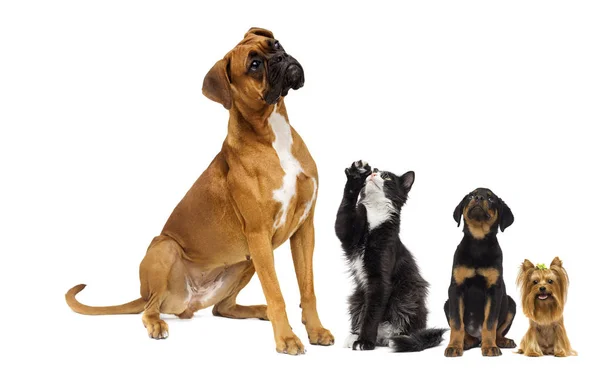 Gato y el perro están mirando hacia arriba — Foto de Stock