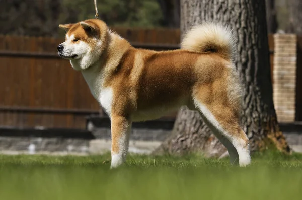 Japoński pies Akita stojący — Zdjęcie stockowe