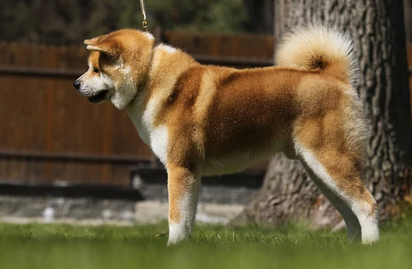 Japoński pies Akita stojący — Zdjęcie stockowe