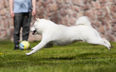 hokkaido köpek hızla çalışır