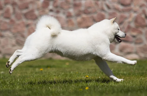 Perro hokkaido corre rápidamente — Foto de Stock