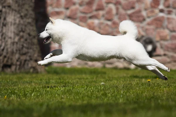Хоккайдо собака швидко біжить — стокове фото