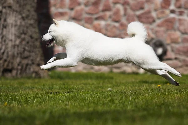 Perro hokkaido corre rápidamente — Foto de Stock