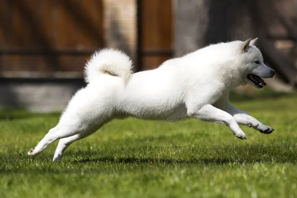 北海道犬はすぐに走る — ストック写真