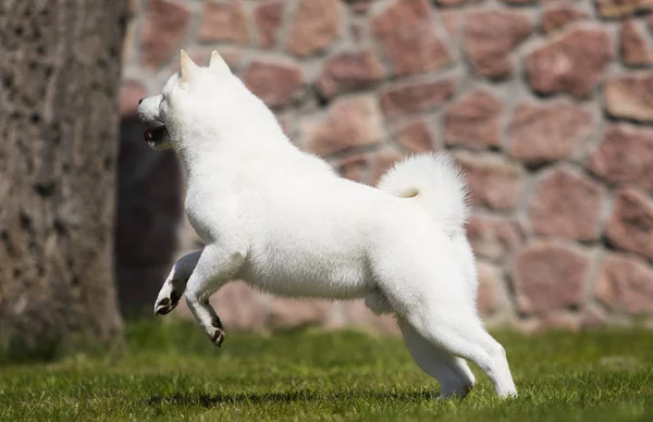 Perro hokkaido corre rápidamente — Foto de Stock