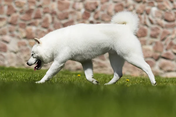 Χοκκάιντο σκύλος τρέχει γρήγορα — Φωτογραφία Αρχείου