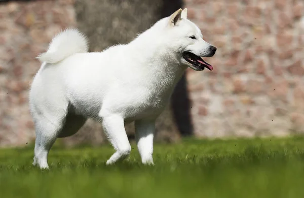 Hokkaido cão corre rapidamente — Fotografia de Stock