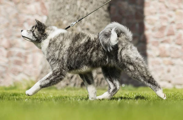 Japonés akita viendo al aire libre —  Fotos de Stock