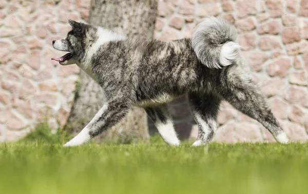 Japanese Akita walks outdoors — Stock Photo, Image