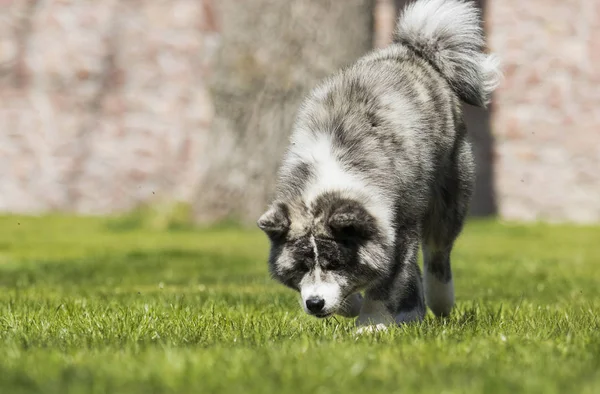 Japonés akita camina al aire libre —  Fotos de Stock