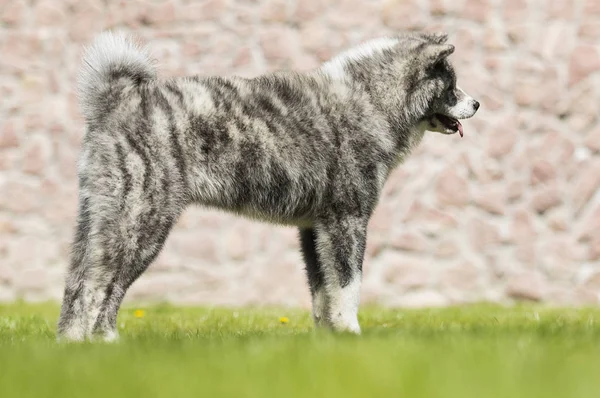 Japanese Akita walks outdoors — Stock Photo, Image