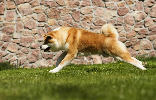 Japonês Akita anda ao ar livre — Fotografia de Stock