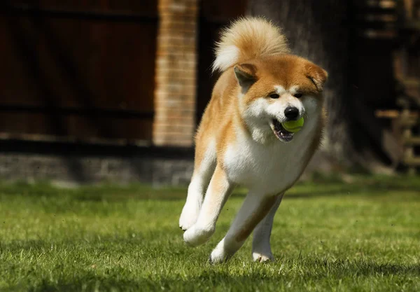 Japon Akita açık havada yürüyor — Stok fotoğraf