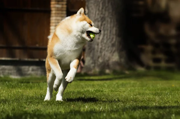 Japanische Akita geht draußen spazieren — Stockfoto