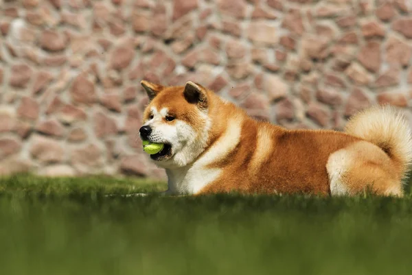 Japanska Akita promenader utomhus — Stockfoto