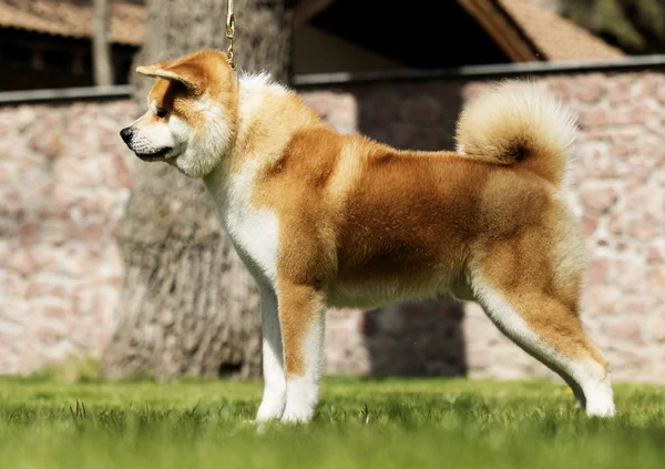 Japanska Akita promenader utomhus — Stockfoto