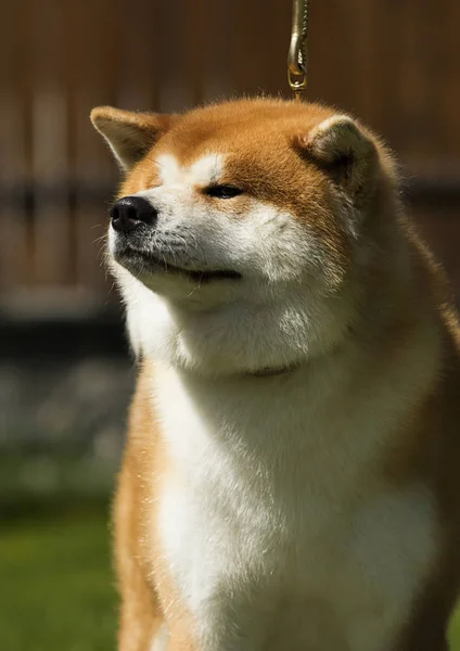 Japonais akita promenades à l'extérieur — Photo