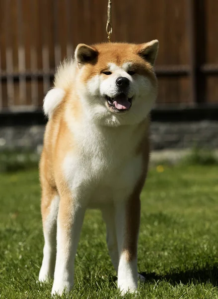 Japanse Akita wandelingen buitenshuis — Stockfoto