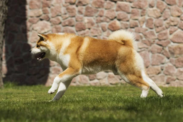 Japonês Akita anda ao ar livre — Fotografia de Stock