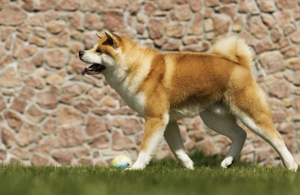 Japonês Akita anda ao ar livre — Fotografia de Stock