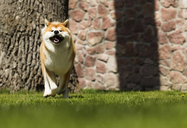 Японская собака Акита Ину на прогулку — стоковое фото
