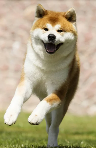 Ιαπωνικά Ακίτα σκύλος για μια βόλτα — Φωτογραφία Αρχείου