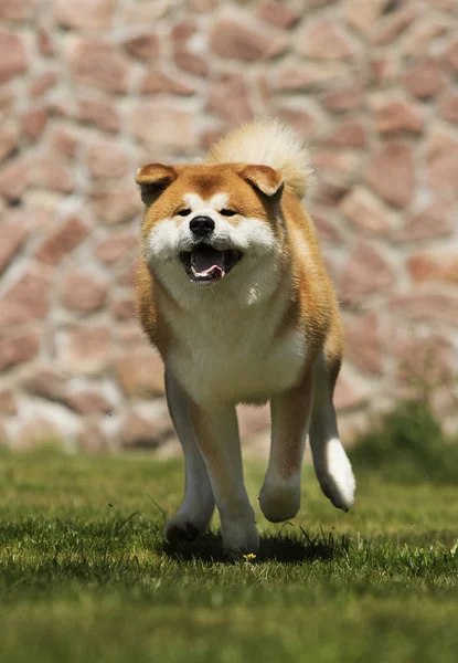 Japonés Akita Inu perro para un paseo — Foto de Stock