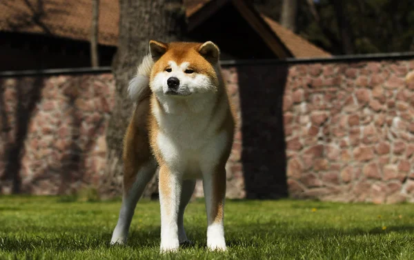 Japanese Akita Inu dog for a walk — Stock Photo, Image