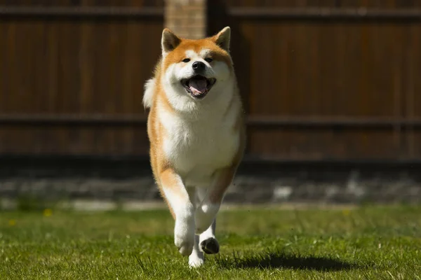 散歩のための日本の秋田犬犬 — ストック写真