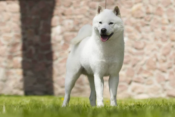 散歩のための北海道犬 — ストック写真