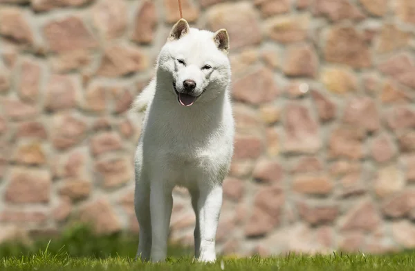 散歩のための北海道犬 — ストック写真