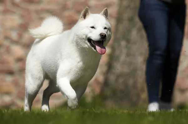 O cão raças Hokkaido corre no gramado — Fotografia de Stock