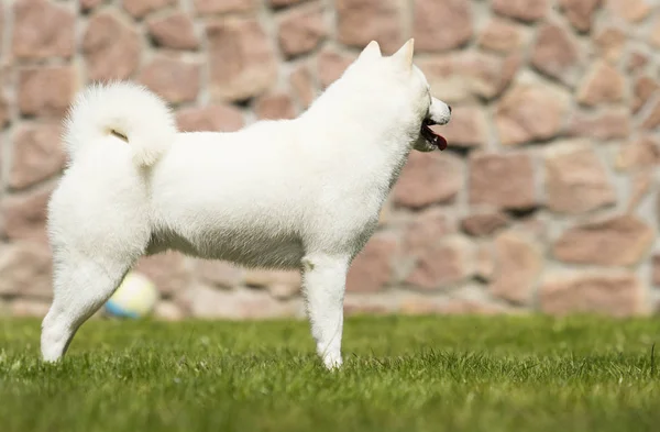 สุนัขพันธุ์ฮอกไกโดวิ่งบนสนามหญ้า — ภาพถ่ายสต็อก