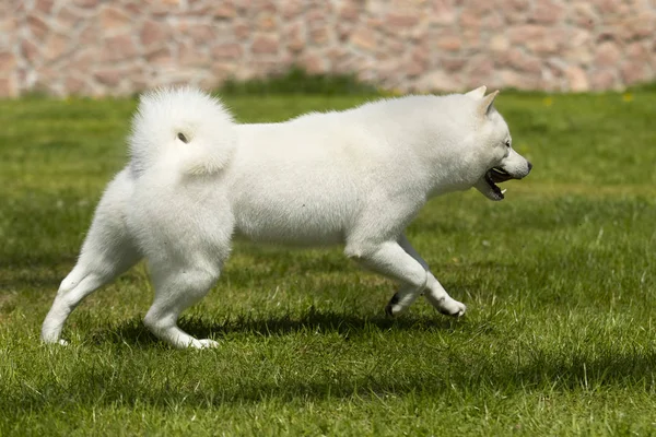 犬は北海道を繁殖し、芝生の上を走る — ストック写真