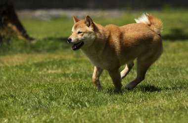 Köpek ırkı shiba Inu çim üzerinde çalışır