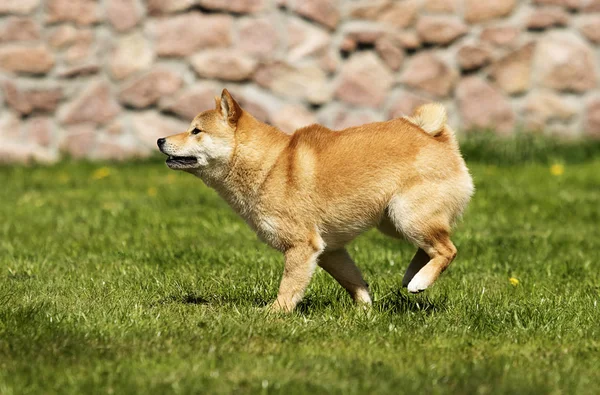 Dog breed shiba Inu runs on the lawn — Stock Photo, Image