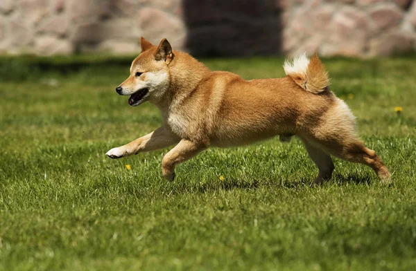 Hund rasen Shiba Inu körs på gräsmattan — Stockfoto